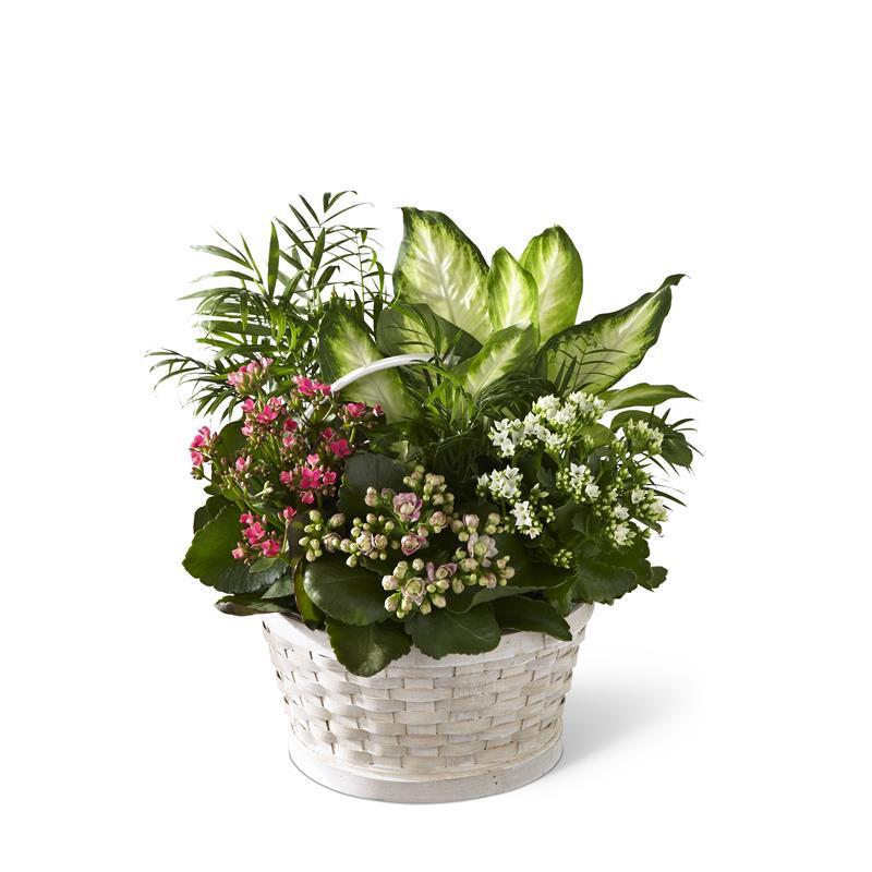 3951 Rural Beauty Dishgarden product image