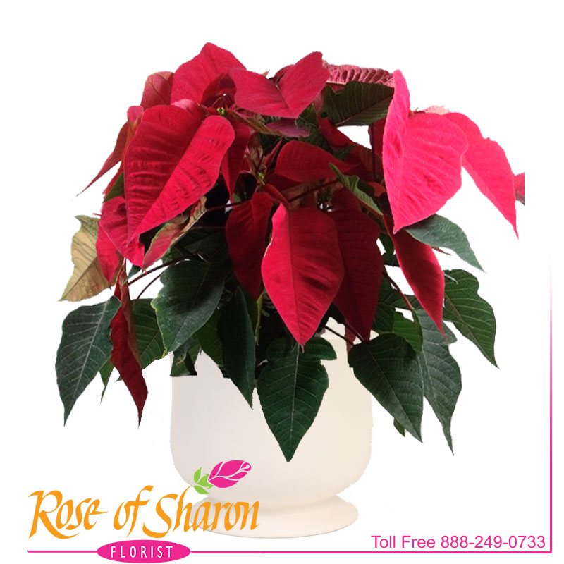1917 Red Poinsettia product image