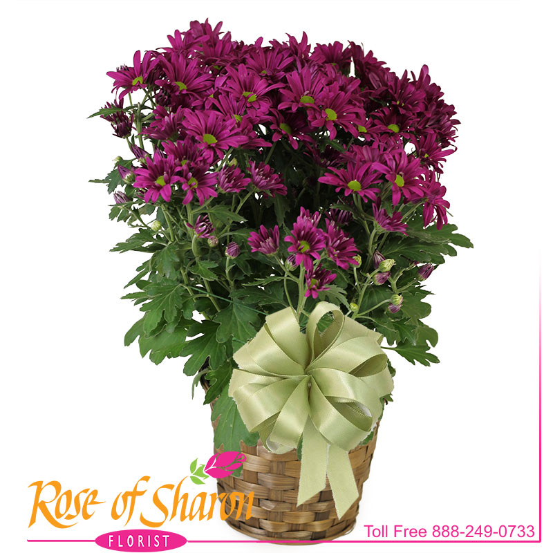 1962 Daisy Chrysanthemum product image