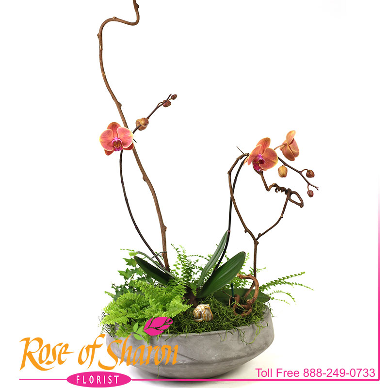 1979 Octavius Orchid Garden product image
