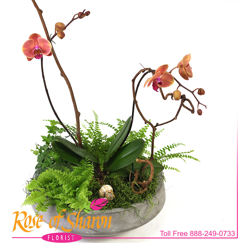 1979 Octavius Orchid Garden Image Three