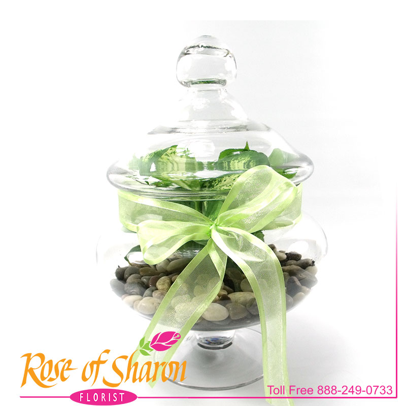 2033 Terrarium product image