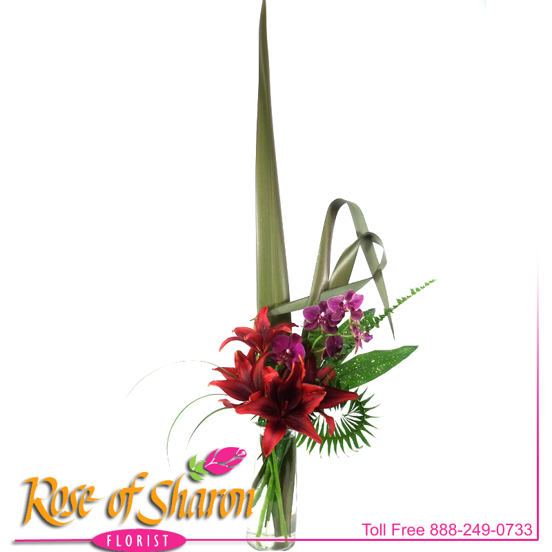 2116 Asiatics in Style product image