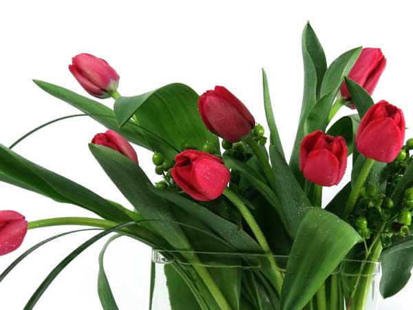 2130 Tulips by Twelve Image One