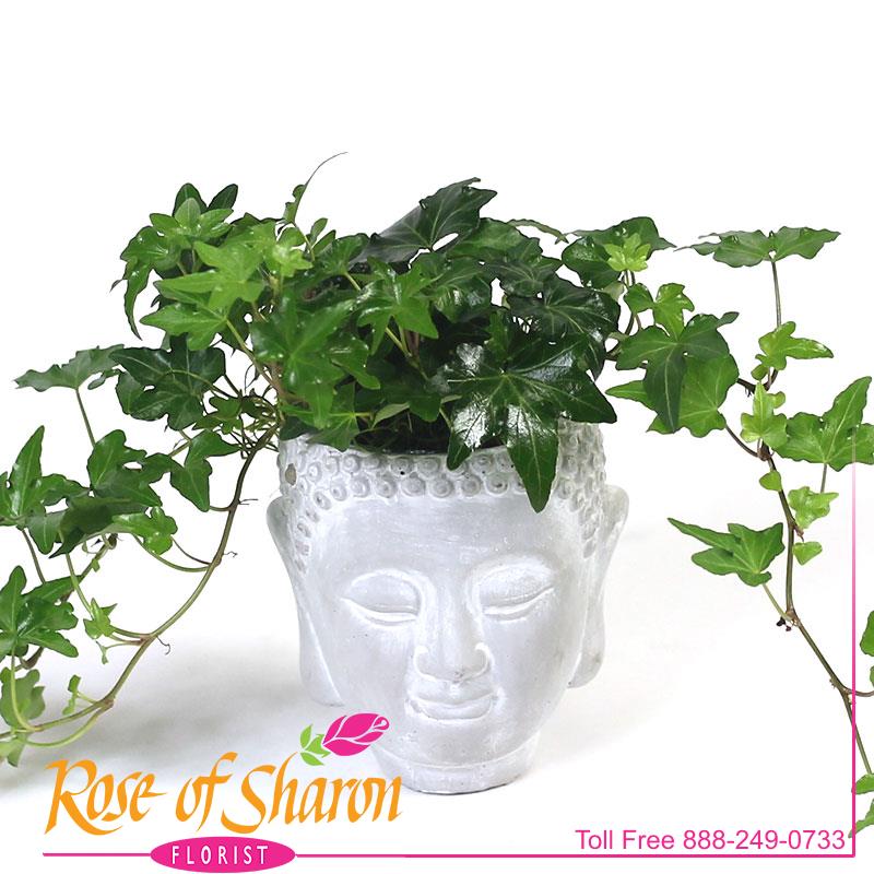 2224 Buddha with Ivy product image