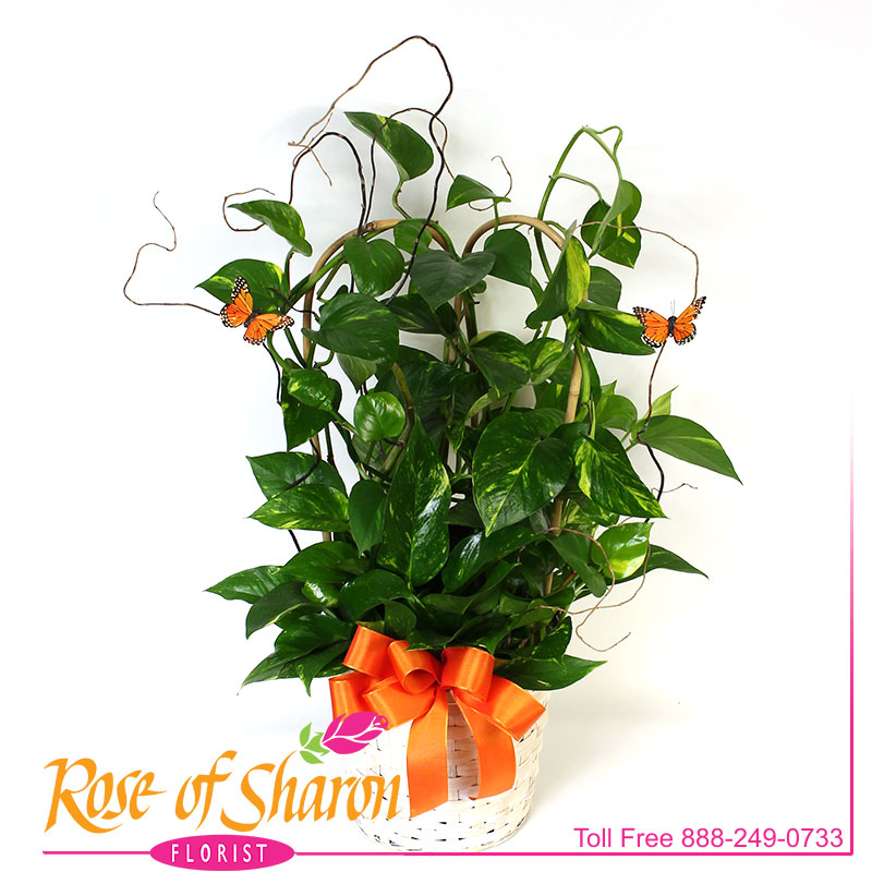 2621 Golden Pothos Plant product image